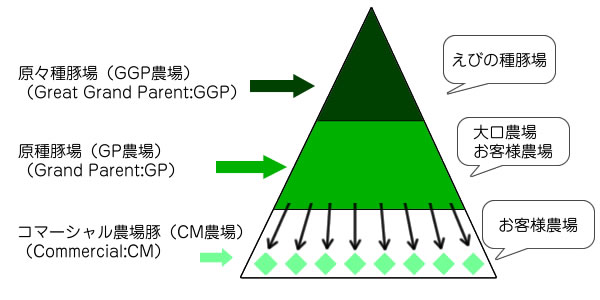種豚供給ピラミッド